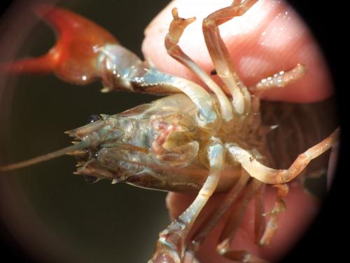Réf. 276 437 : Pacifastacus leniusculus